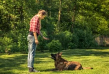 Training Tips for High-Energy Dog Breeds